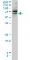 TESK2 Antibody (monoclonal) (M02)