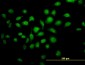 TFAP4 Antibody (monoclonal) (M01)