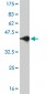TFAP4 Antibody (monoclonal) (M01)