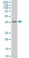 TFAP4 Antibody (monoclonal) (M01)