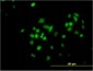 TFAP4 Antibody (monoclonal) (M02)