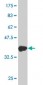 TFAP4 Antibody (monoclonal) (M02)