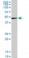 TFAP4 Antibody (monoclonal) (M02)