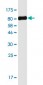 TFEB monoclonal antibody (M01), clone S1