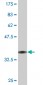 TFEC Antibody (monoclonal) (M08)