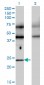TFEC Antibody (monoclonal) (M08)