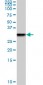 TGIF2 Antibody (monoclonal) (M01)