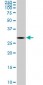 TGIF2 Antibody (monoclonal) (M01)