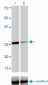 TGIF2 Antibody (monoclonal) (M01)