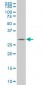 TGIF2 Antibody (monoclonal) (M06)