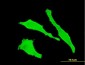 TGOLN2 Antibody (monoclonal) (M02)