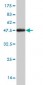 TGOLN2 Antibody (monoclonal) (M02)