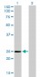 THAP1 Antibody (monoclonal) (M01)