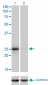 THAP1 Antibody (monoclonal) (M01)