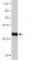 TIMM9 Antibody (monoclonal) (M01)