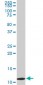 TIMM9 Antibody (monoclonal) (M01)