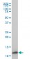 TIMM9 Antibody (monoclonal) (M01)