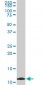 TIMM9 Antibody (monoclonal) (M01)