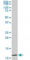 TIMM9 Antibody (monoclonal) (M01)