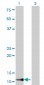 TIMM9 Antibody (monoclonal) (M01)