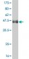 TIMP2 Antibody (monoclonal) (M02J)
