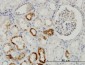 TIMP2 Antibody (monoclonal) (M03J)