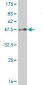 TIMP2 Antibody (monoclonal) (M03J)