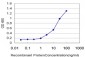 TK1 Antibody (monoclonal) (M05)