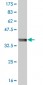 TLN1 Antibody (monoclonal) (M05)
