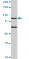 TLR10 Antibody (monoclonal) (M01)