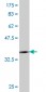 TLR4 Antibody (monoclonal) (M03)