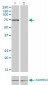 TLR4 Antibody (monoclonal) (M03)