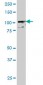 TLR9 Antibody (monoclonal) (M03)