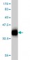 TMEPAI Antibody (monoclonal) (M01)