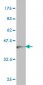 TNC Antibody (monoclonal) (M01)