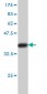 TNFRSF10A Antibody (monoclonal) (M01)