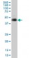 TNFRSF10A Antibody (monoclonal) (M01)