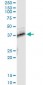 TNFRSF10B Antibody (monoclonal) (M01)