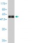 TNFRSF14 Antibody (monoclonal) (M01)