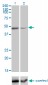 TNFRSF19L Antibody (monoclonal) (M01)