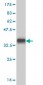 TNFRSF25 Antibody (monoclonal) (M06)