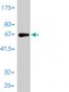 TNFRSF7 Antibody (monoclonal) (M01)