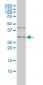 TNFRSF7 Antibody (monoclonal) (M01)