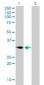 TNFRSF7 Antibody (monoclonal) (M01)