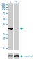 TNFRSF7 Antibody (monoclonal) (M01)