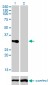 TNFRSF7 Antibody (monoclonal) (M01)