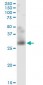 TNFSF12 Antibody (monoclonal) (M01)