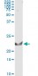 TNFSF14 Antibody (monoclonal) (M01)