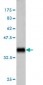 TNFSF14 Antibody (monoclonal) (M01)