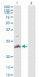 TNFSF14 Antibody (monoclonal) (M01)
